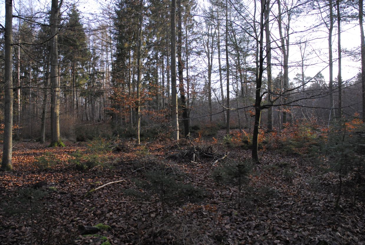 Informationstafel Die Kalkhorst