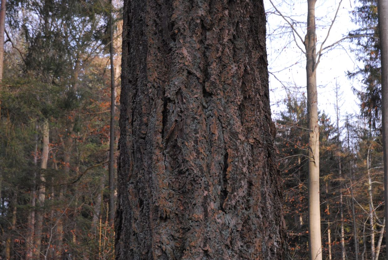 Informationstafel Die Kalkhorst